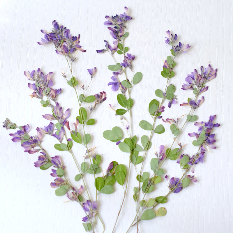 Dried Flower Pressed - 6個入り、天然レスペデザのドライプレスフラワー、植物標本絵画アート、フォトフレーム、手作りブックマーク、樹脂ジュエリー
