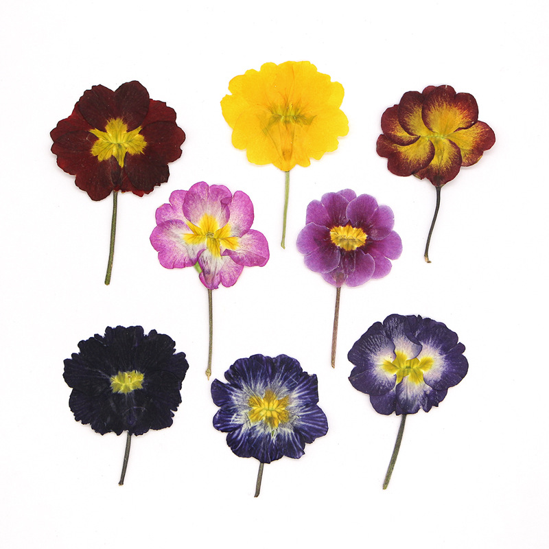Dried Flower Pressed - 48個入り ヨーロッパ産プリムローズ ドライフラワー プレスフラワー 植物標本 ステッカー
