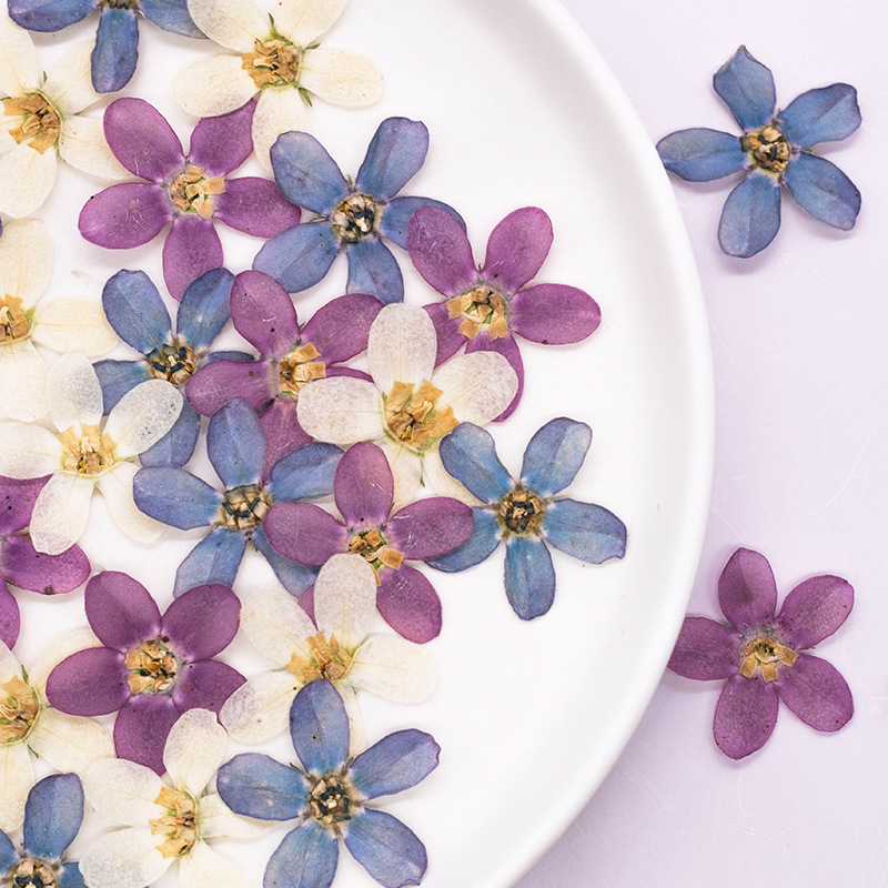 Dried Flower Pressed - 12個、押し花ブルースターフラワーDIYドリップグルー携帯電話ケース/アートワーク/ハーバリウム/ブックマーク/顔の装飾、ドライフラワークラフト用品