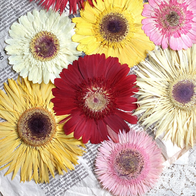 Dried Flower Pressed - 1個/7-9cm、押し花ガーベラドライフラワー、サンシャインカラー、ドライフラワー、DIYクラフトステッカー、レジン、スマホケース、手作りデコレーション素材