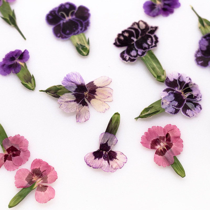 Dried Flower Pressed - 24個入り、押し花のデイジーの花、本物の植物を使ったDIYグリーティングカード、ブックマーク、レジンジュエリー、スマホケース、絵画、額縁の装飾