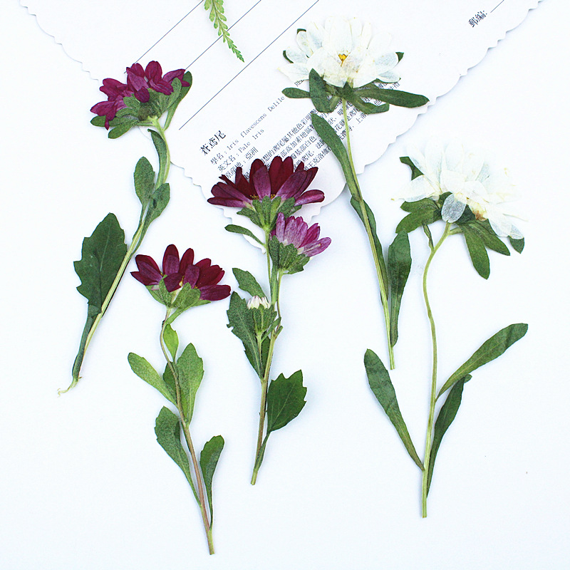 Dried Flower Pressed - 24個入り、ミニ菊の押し花、レジン製スマホケース、ランプ、デカール、ブックマーク、植物、フォトフレーム、DIYクラフト用品に