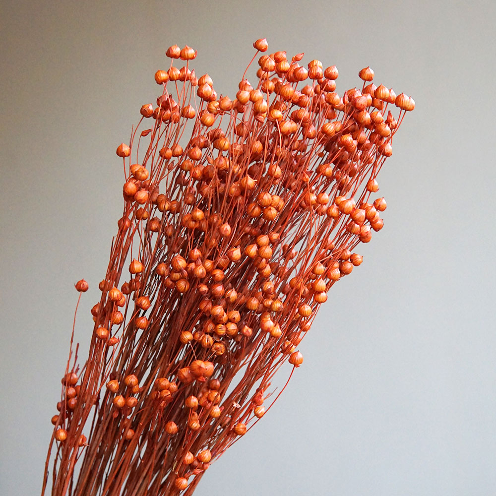 35g/保存されたオルモシア・ホシエ天然本物の花カラフルな乾 - Dried Flower Pressed のレビューと価格