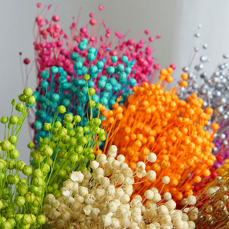 35g/保存されたオルモシア・ホシエ天然本物の花カラフルな乾 - Dried Flower Pressed のレビューと価格