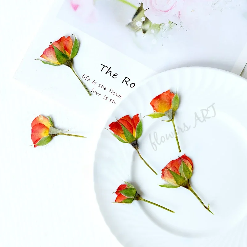 押し花の花びら ドライフラワー DIY 植物フォトフレーム  - Dried Flower Pressed のレビューと価格