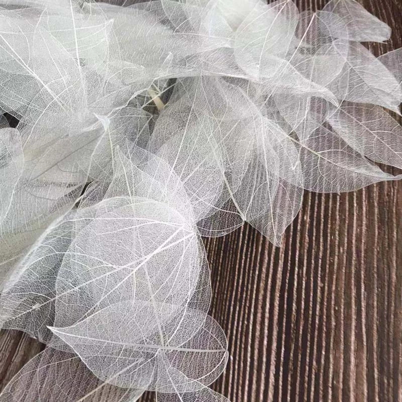 5~9CM*2~3.5CM、100個/セット、本物の乾燥天然 - Dried Flower Pressed のレビューと価格