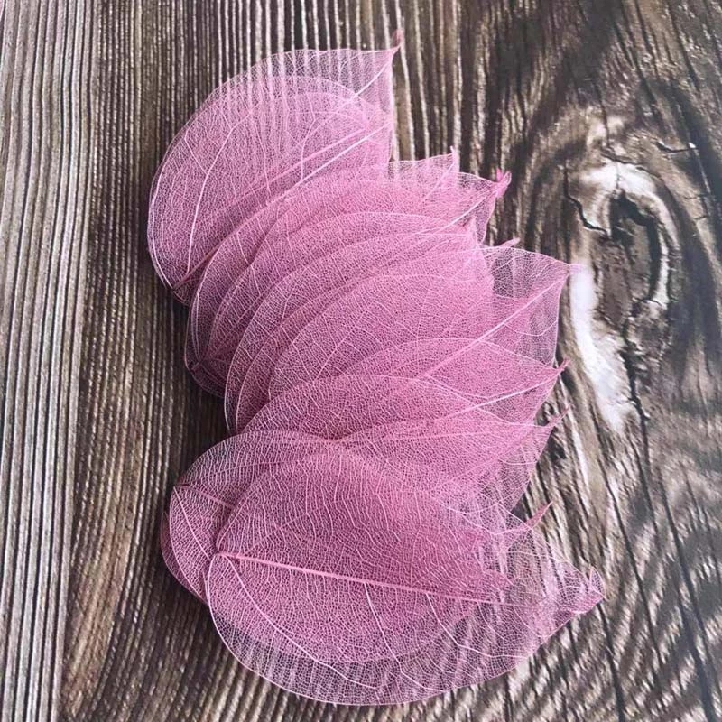 5~9CM*2~3.5CM、100個/セット、本物の乾燥天然 - Dried Flower Pressed のレビューと価格