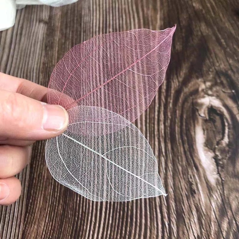 5~9CM*2~3.5CM、100個/セット、本物の乾燥天然 - Dried Flower Pressed のレビューと価格