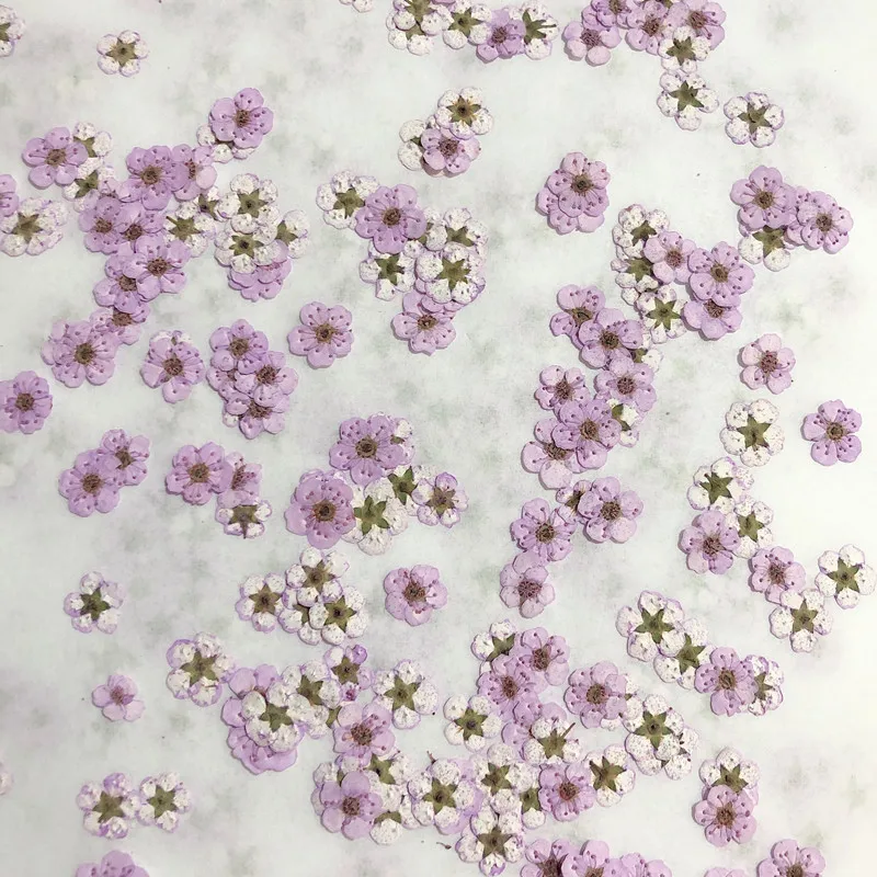 押し花ミニ水仙ドライフラワー小梅の花ネイルDIYドリップグル - Dried Flower Pressed のレビューと価格