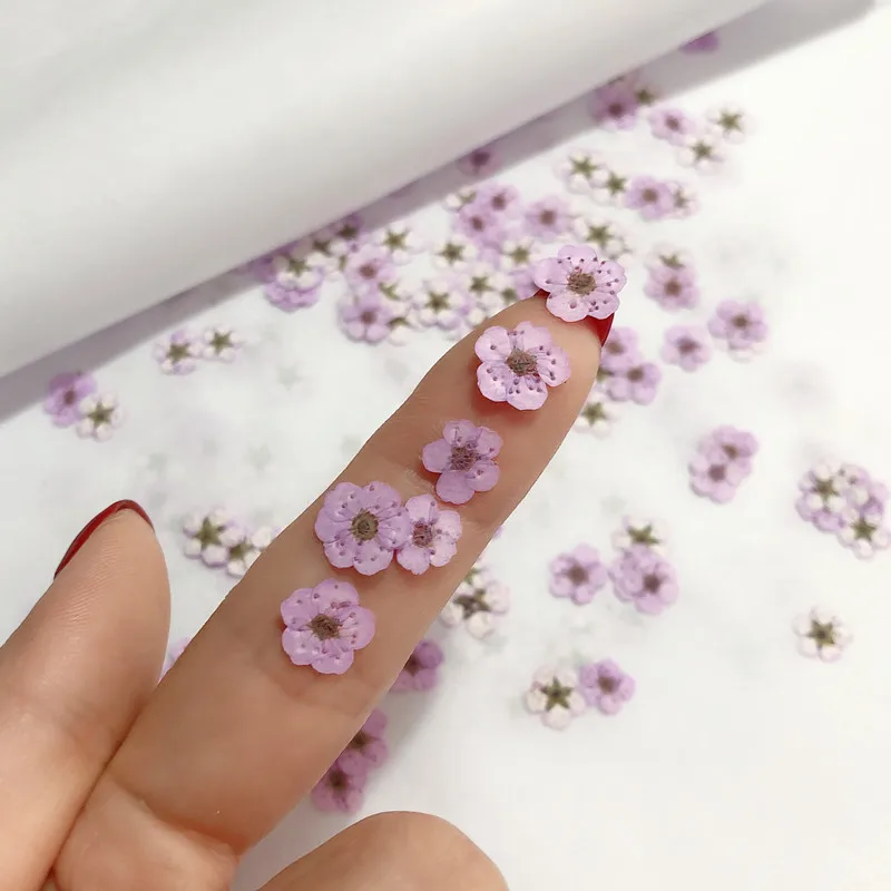 押し花ミニ水仙ドライフラワー小梅の花ネイルDIYドリップグル - Dried Flower Pressed のレビューと価格
