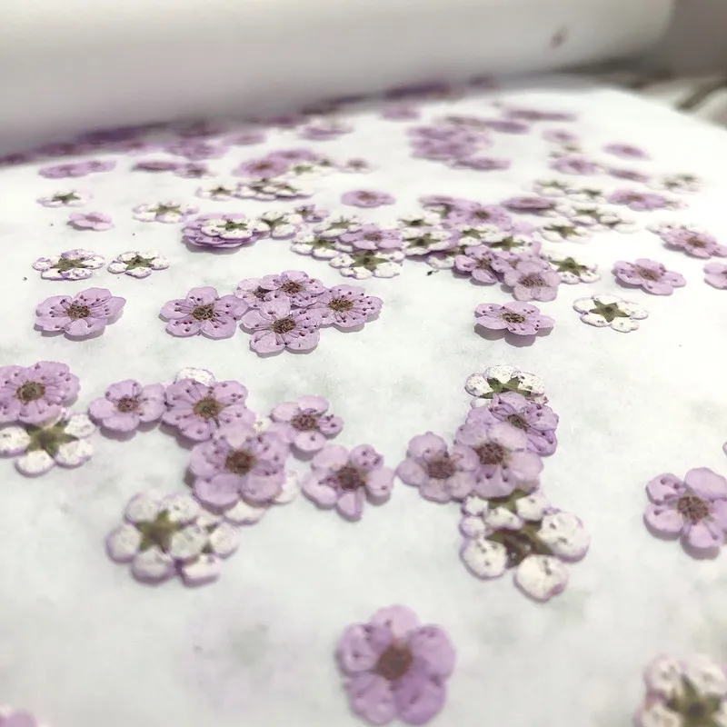 押し花ミニ水仙ドライフラワー小梅の花ネイルDIYドリップグル - Dried Flower Pressed のレビューと価格