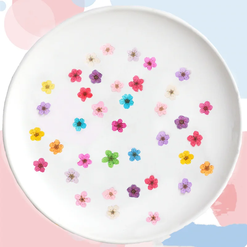 押し花ミニ水仙ドライフラワー小梅の花ネイルDIYドリップグル - Dried Flower Pressed のレビューと価格