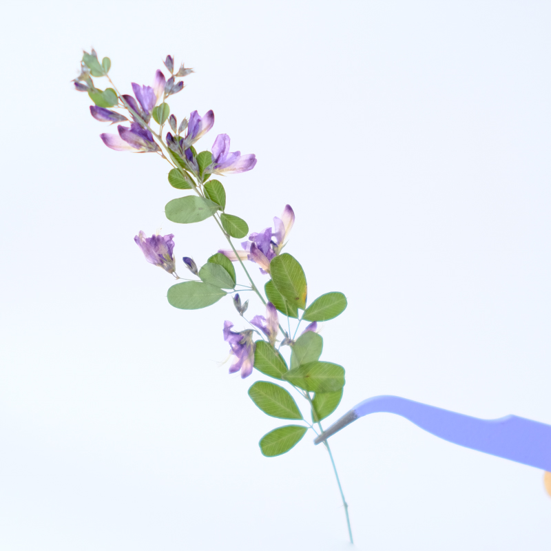 6個入り、天然レスペデザのドライプレスフラワー、植物標本絵画 - Dried Flower Pressed のレビューと価格