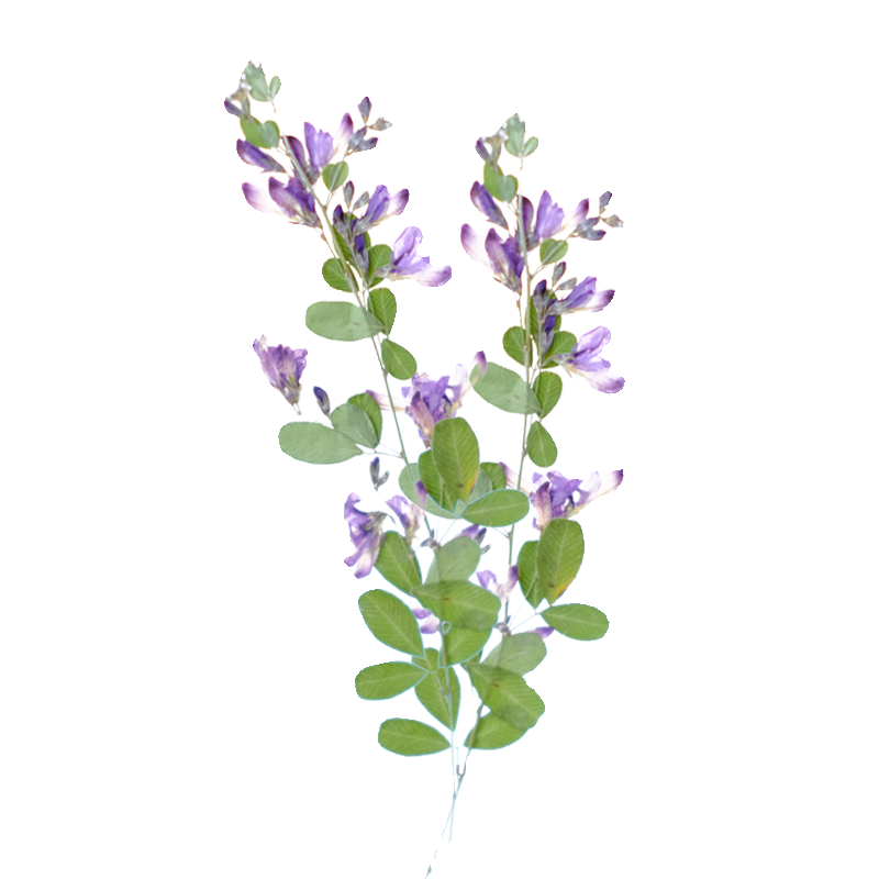 6個入り、天然レスペデザのドライプレスフラワー、植物標本絵画 - Dried Flower Pressed のレビューと価格