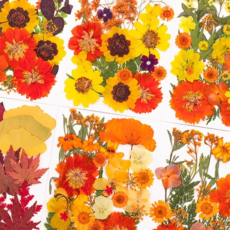 レジンモールド用ドライ押し花 スクラップブッキング ジュエリ - Dried Flower Pressed のレビューと価格