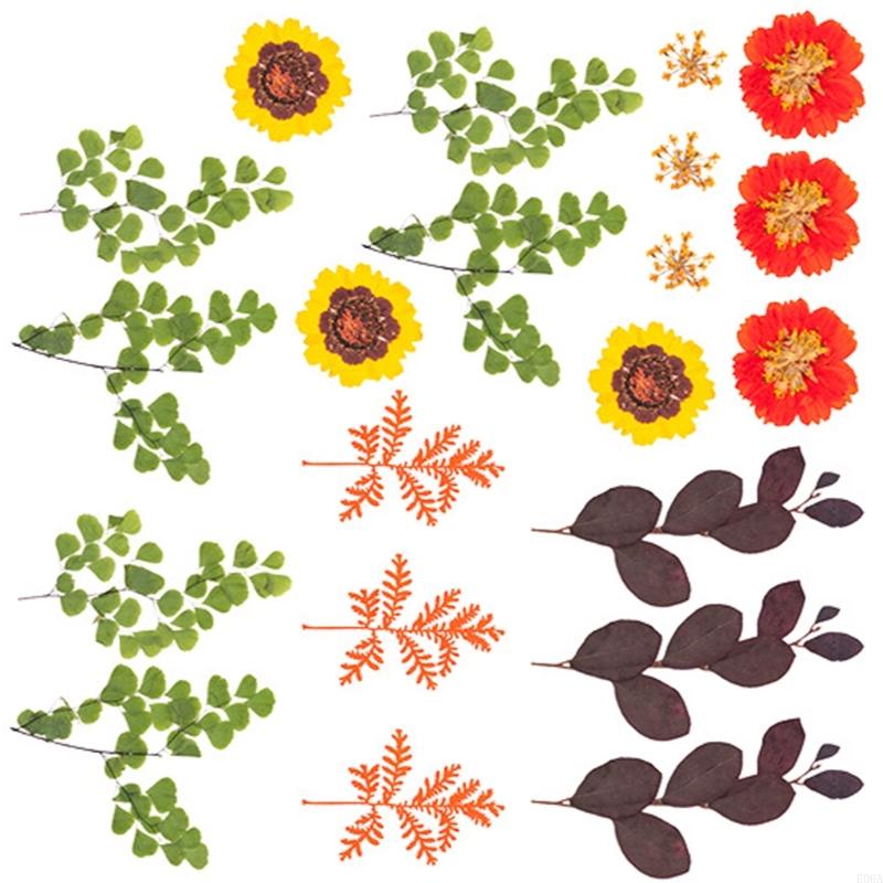 レジンモールド用ドライ押し花 スクラップブッキング ジュエリ - Dried Flower Pressed のレビューと価格