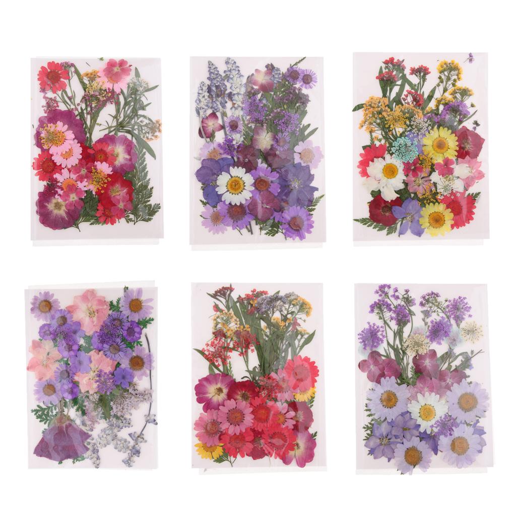 天然押し花ミックスリーフ、本物のクラフト用品、DIYスクラッ - Dried Flower Pressed のレビューと価格