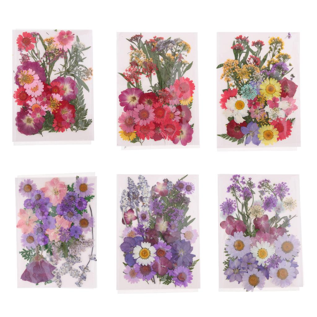 天然押し花ミックスリーフ、本物のクラフト用品、DIYスクラッ - Dried Flower Pressed のレビューと価格