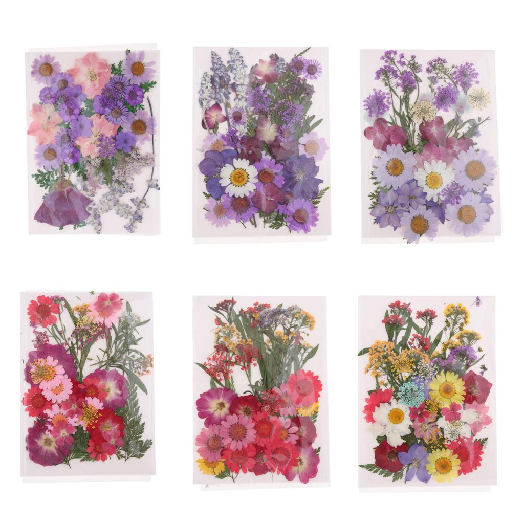 天然押し花ミックスリーフ、本物のクラフト用品、DIYスクラッ - Dried Flower Pressed のレビューと価格