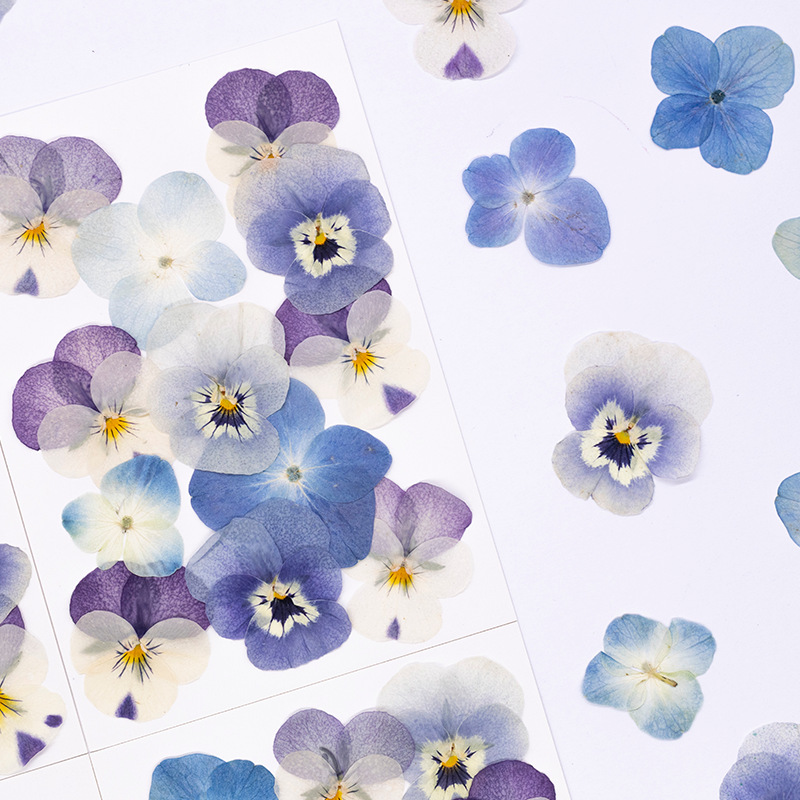 12個入り、本物のヴィオラ・コルヌータ押し花、天然花びら、D - Dried Flower Pressed のレビューと価格
