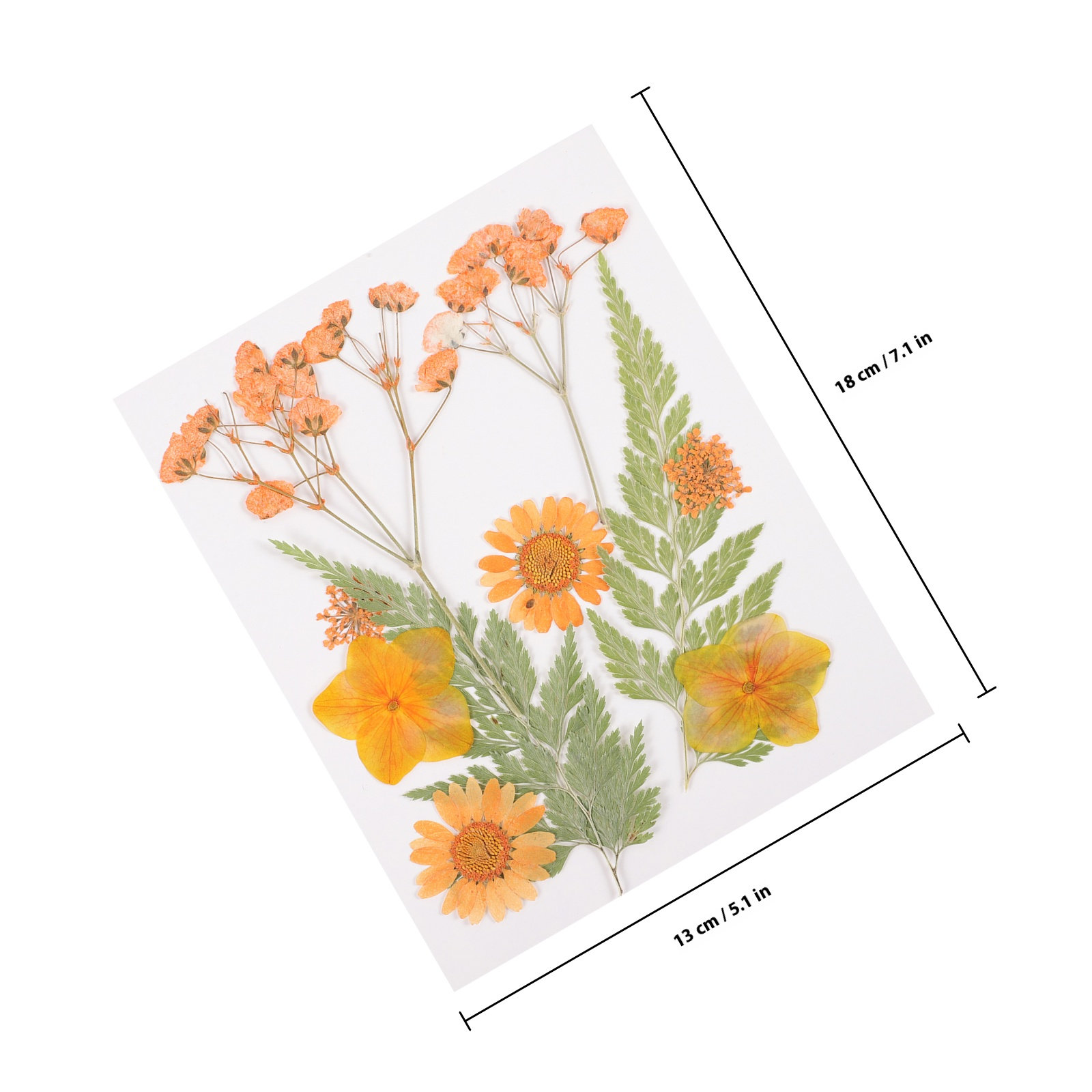 ドライフラワー装飾材料 3 セット樹脂エンボス加工カラフルな - Dried Flower Pressed のレビューと価格
