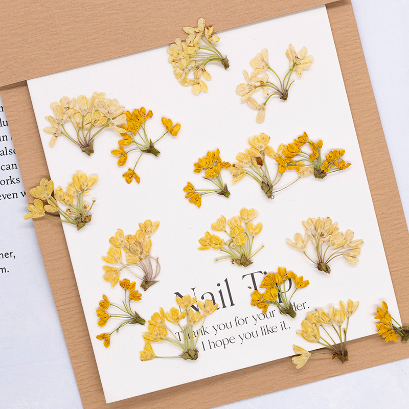 24個入り、天然の本物の押し花乾燥植物標本、レジンブックマー - Dried Flower Pressed のレビューと価格
