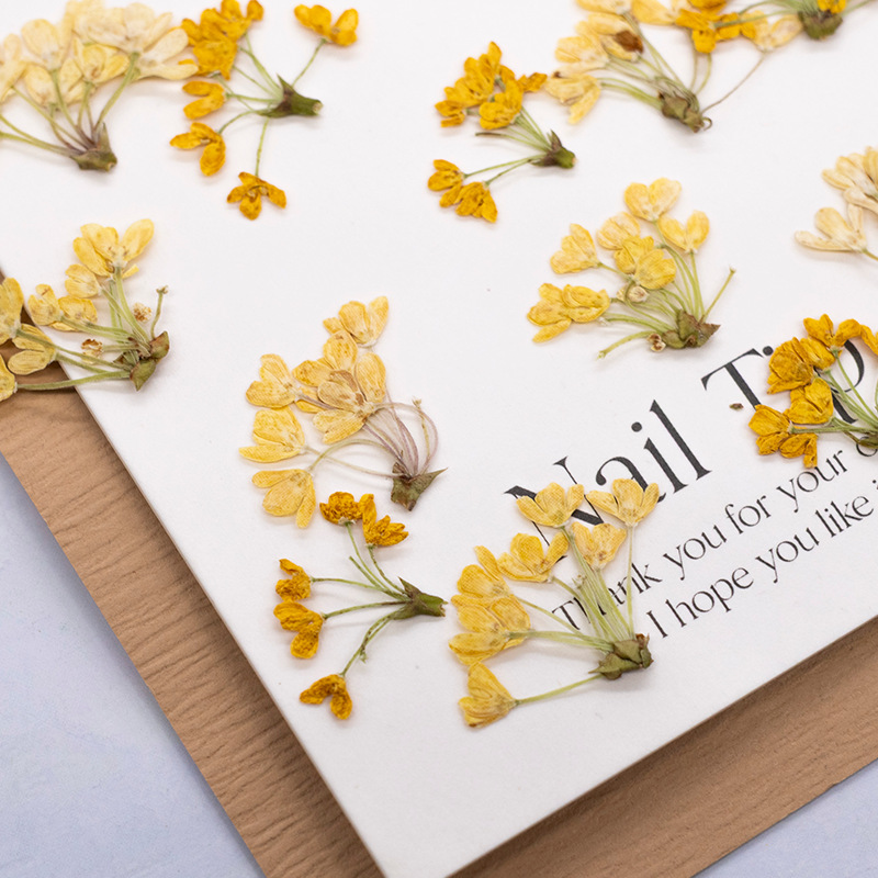 24個入り、天然の本物の押し花乾燥植物標本、レジンブックマー - Dried Flower Pressed のレビューと価格