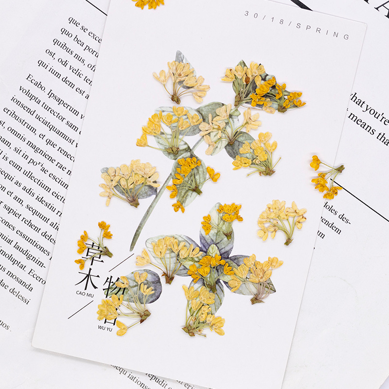 24個入り、天然の本物の押し花乾燥植物標本、レジンブックマー - Dried Flower Pressed のレビューと価格