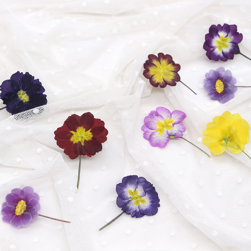 48個入り ヨーロッパ産プリムローズ ドライフラワー プレス - Dried Flower Pressed のレビューと価格