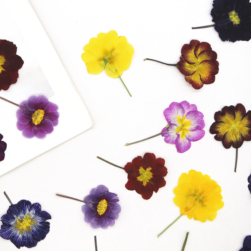 48個入り ヨーロッパ産プリムローズ ドライフラワー プレス - Dried Flower Pressed のレビューと価格