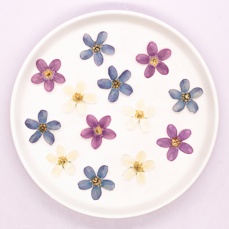 12個、押し花ブルースターフラワーDIYドリップグルー携帯電 - Dried Flower Pressed のレビューと価格