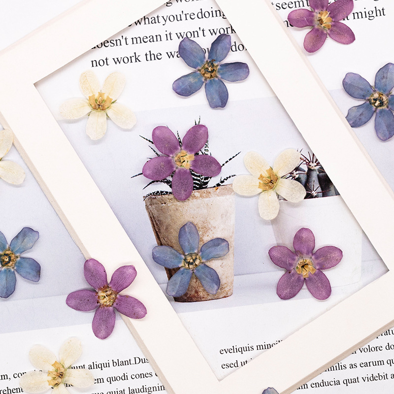 12個、押し花ブルースターフラワーDIYドリップグルー携帯電 - Dried Flower Pressed のレビューと価格