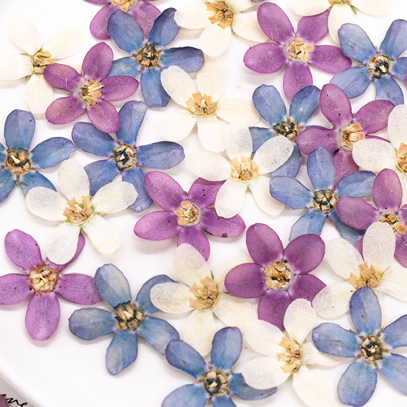 12個、押し花ブルースターフラワーDIYドリップグルー携帯電 - Dried Flower Pressed のレビューと価格