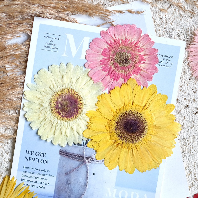 1個/7-9cm、押し花ガーベラドライフラワー、サンシャイン - Dried Flower Pressed のレビューと価格