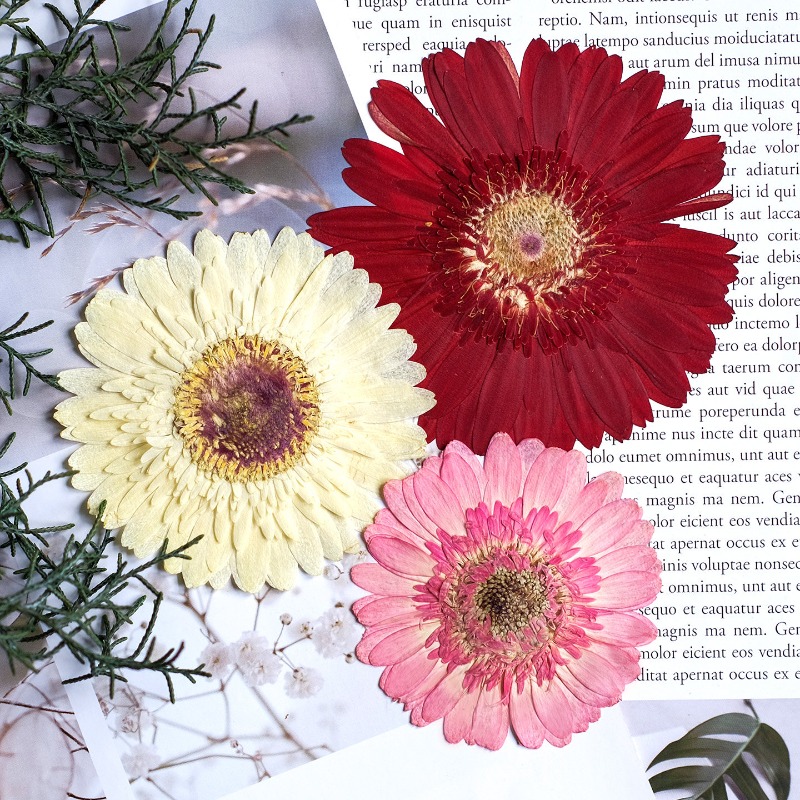 1個/7-9cm、押し花ガーベラドライフラワー、サンシャイン - Dried Flower Pressed のレビューと価格