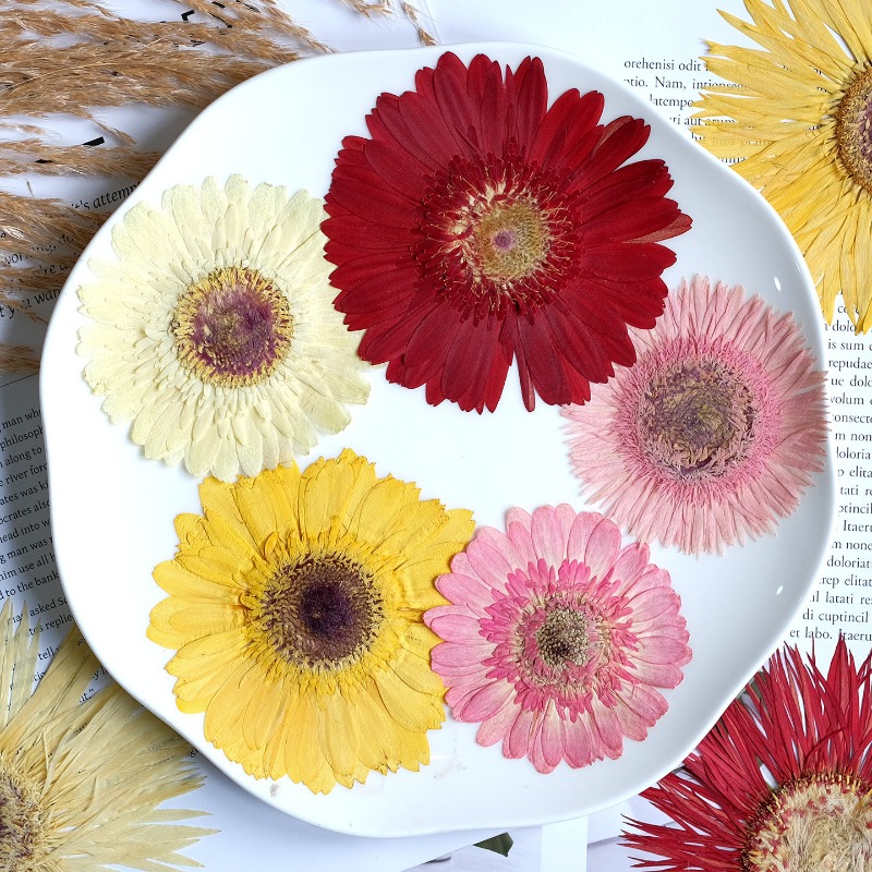 1個/7-9cm、押し花ガーベラドライフラワー、サンシャイン - Dried Flower Pressed のレビューと価格