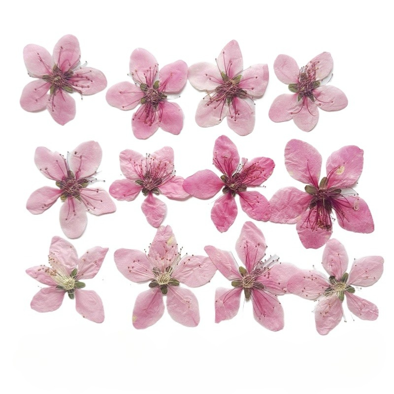 12個入り、天然桃の花の押し花DIYファン/フォトフレーム/ - Dried Flower Pressed のレビューと価格