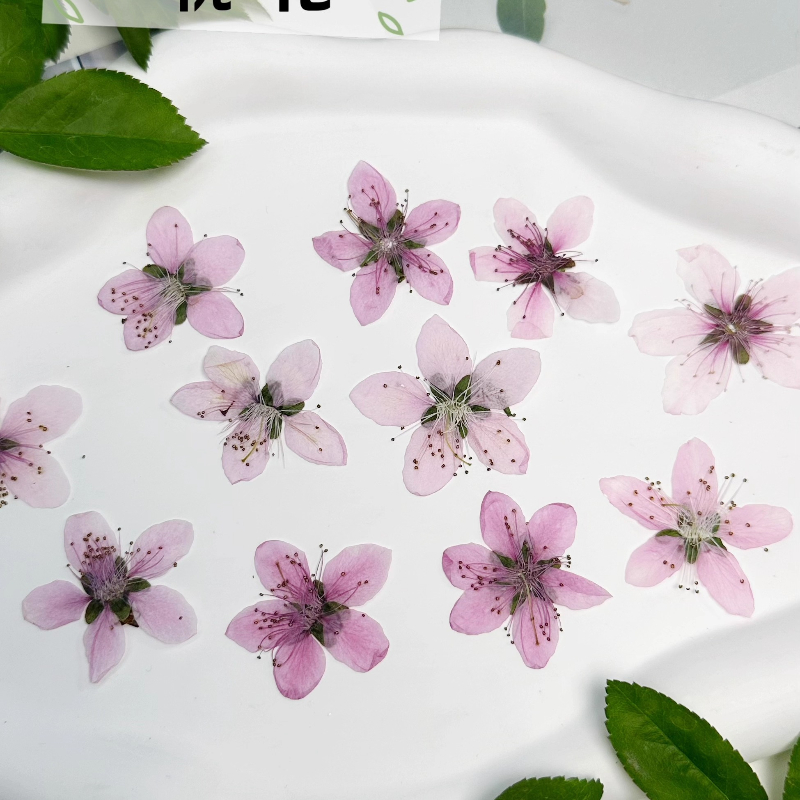 12個入り、天然桃の花の押し花DIYファン/フォトフレーム/ - Dried Flower Pressed のレビューと価格