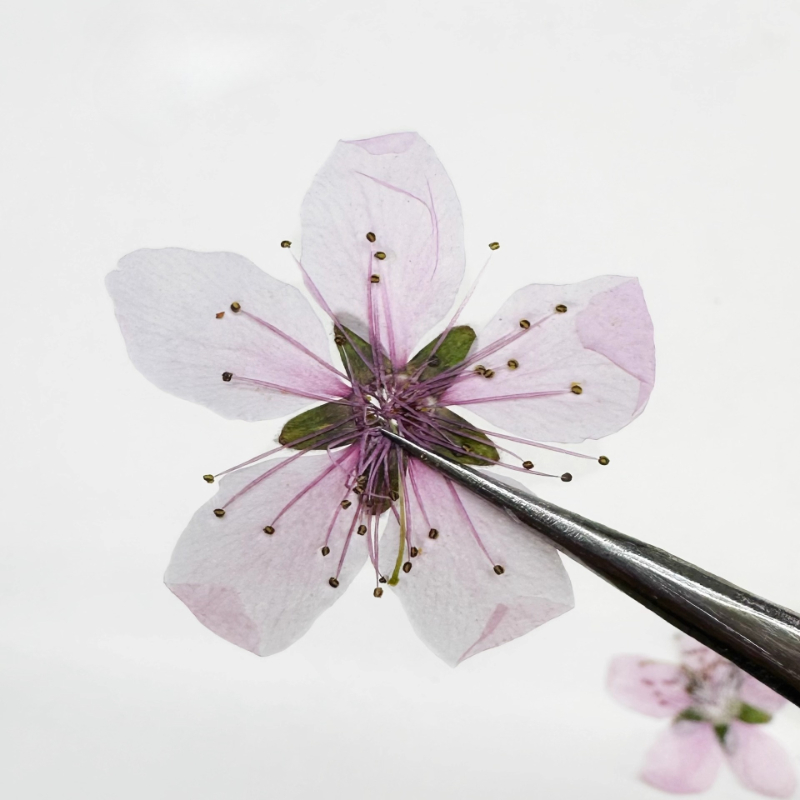 12個入り、天然桃の花の押し花DIYファン/フォトフレーム/ - Dried Flower Pressed のレビューと価格