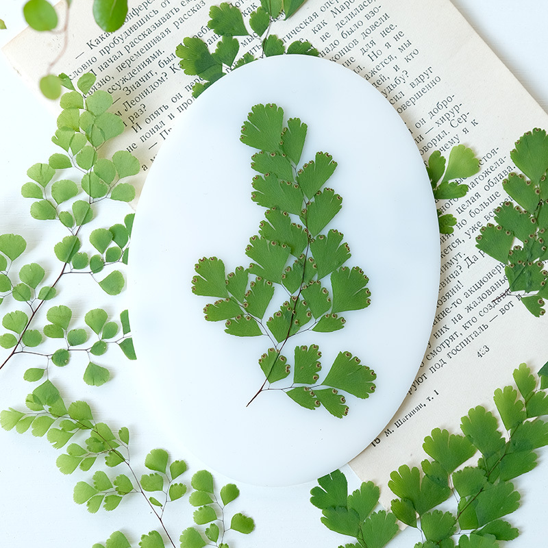60個入り 天然植物 本物の花 プレスフローラル シダの葉  - Dried Flower Pressed のレビューと価格