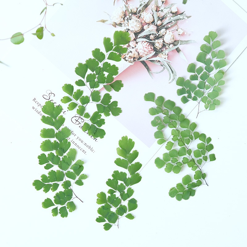 60個入り 天然植物 本物の花 プレスフローラル シダの葉  - Dried Flower Pressed のレビューと価格