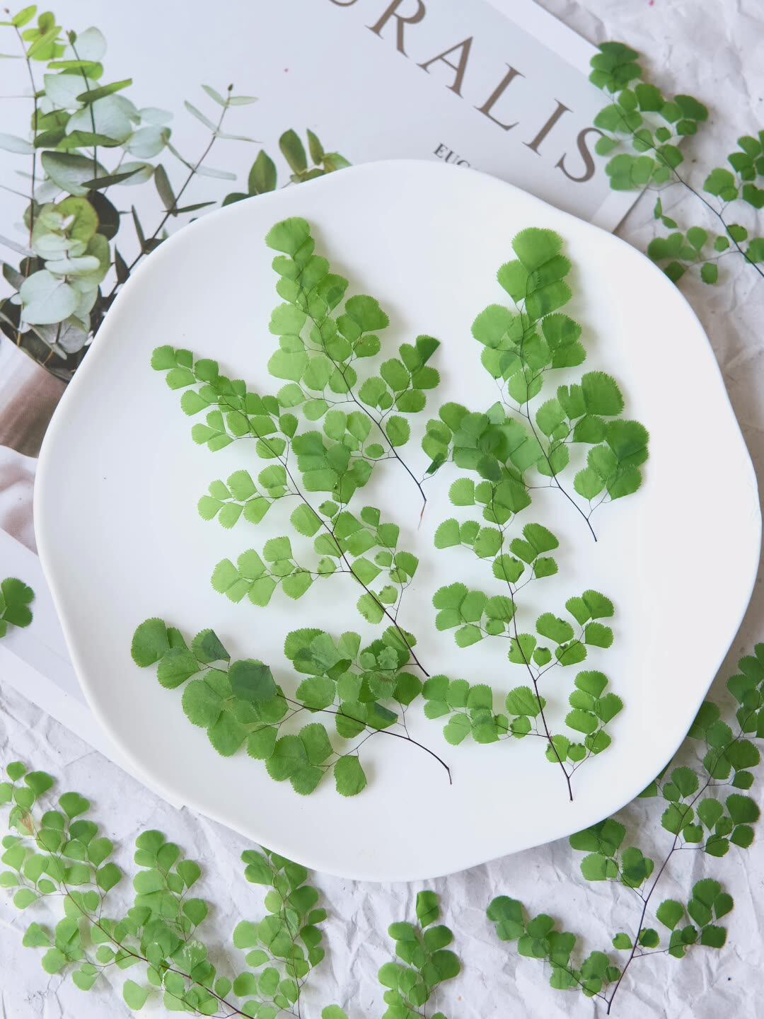 60個入り 天然植物 本物の花 プレスフローラル シダの葉  - Dried Flower Pressed のレビューと価格