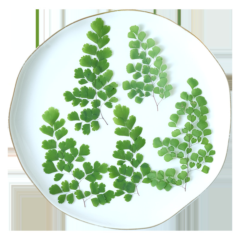 60個入り 天然植物 本物の花 プレスフローラル シダの葉  - Dried Flower Pressed のレビューと価格
