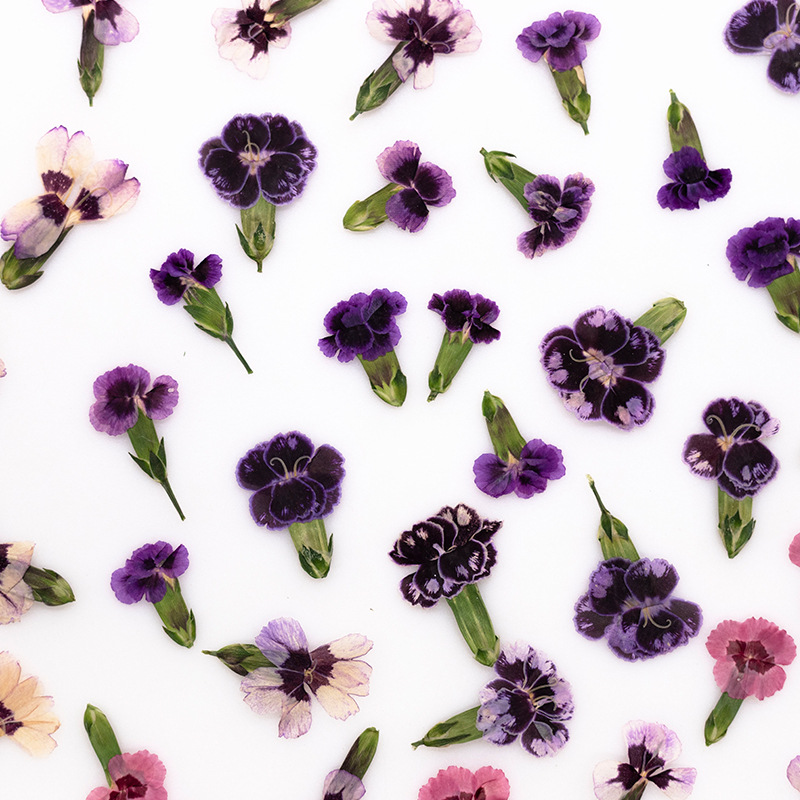 24個入り、押し花のデイジーの花、本物の植物を使ったDIYグ - Dried Flower Pressed のレビューと価格