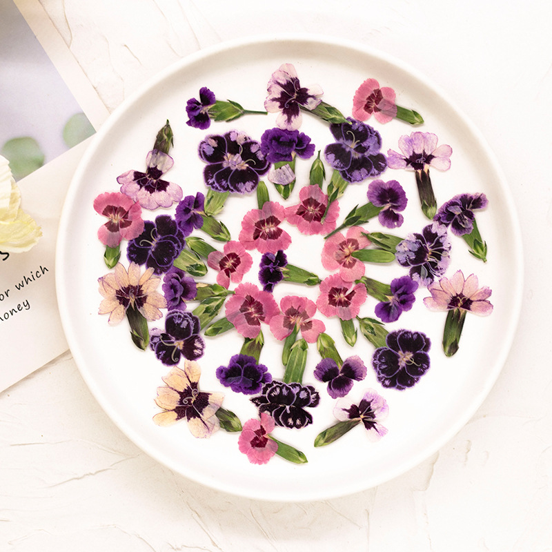 24個入り、押し花のデイジーの花、本物の植物を使ったDIYグ - Dried Flower Pressed のレビューと価格