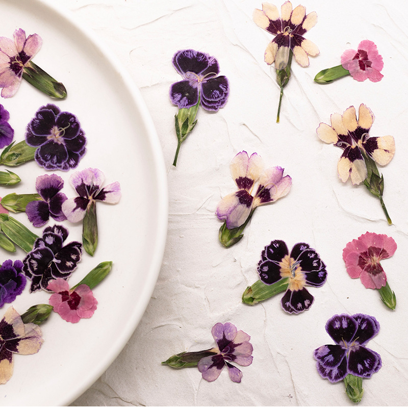 24個入り、押し花のデイジーの花、本物の植物を使ったDIYグ - Dried Flower Pressed のレビューと価格