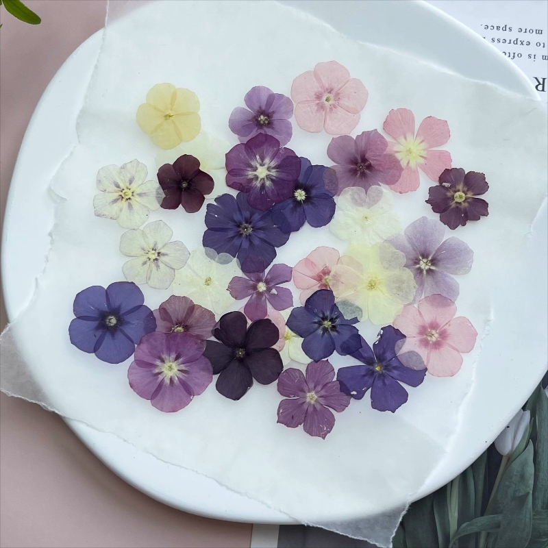 12個、半透明ニッチフロックス押し花 - 写真フレーム/樹脂 - Dried Flower Pressed のレビューと価格