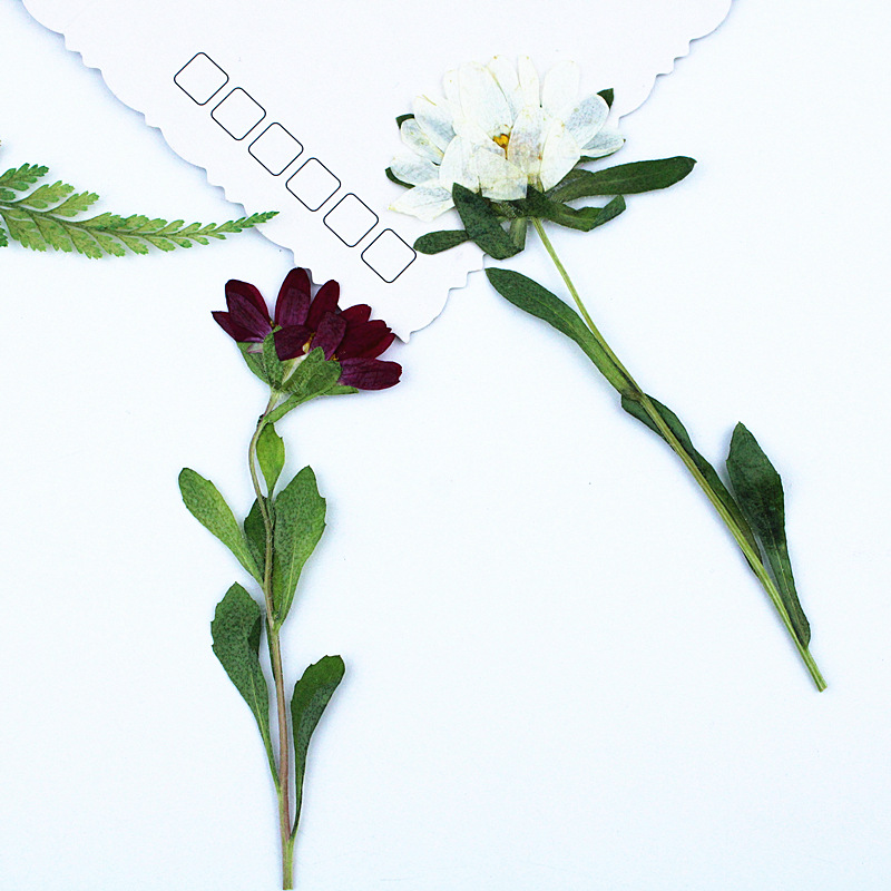 24個入り、ミニ菊の押し花、レジン製スマホケース、ランプ、デ - Dried Flower Pressed のレビューと価格